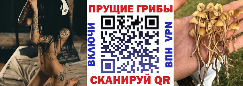 KRAKEN сайт  Зеленодольск  darknet какой сайт  Псилоцибиновые грибы Psilocybe 